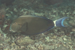 Acanthurus auranticavus