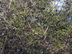 Coprosma pedicellata