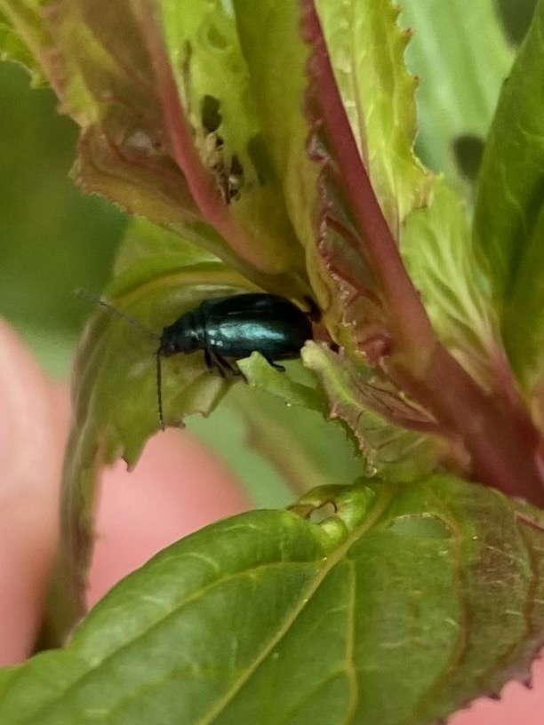 Altica lythri