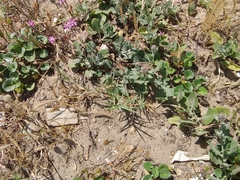 Centaurea sphaerocephala