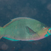 Mini-fin Parrotfish - Photo (c) Mark Rosenstein, some rights reserved (CC BY-NC-SA), uploaded by Mark Rosenstein
