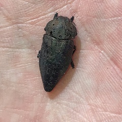 Capnodis tenebricosa