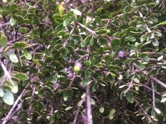 Coprosma pedicellata