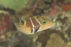 Canthigaster ocellicincta