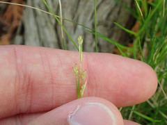 Carex eburnea
