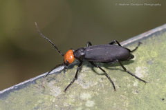 Epicauta mannerheimi