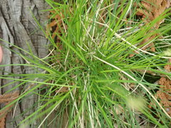 Carex eburnea