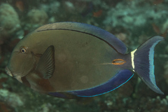 Acanthurus auranticavus