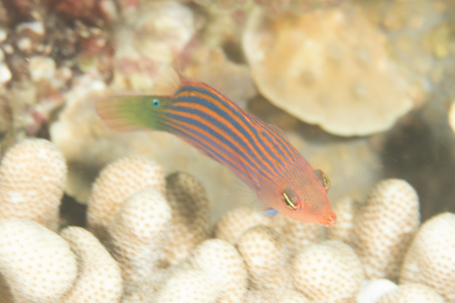 Pyjama (Pseudocheilinus hexataenia) — Labridae — 5
