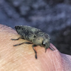 Capnodis tenebricosa