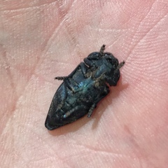 Capnodis tenebricosa