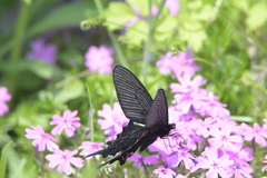 Papilio macilentus