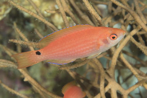 Marjorie's fairy wrasse (Cirrhilabrus marjorie) — Labridae — 5