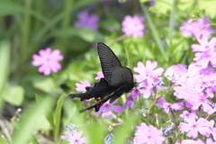 Papilio macilentus