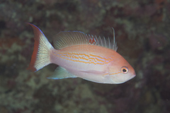 Pseudanthias luzonensis
