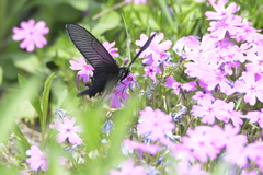 Papilio macilentus