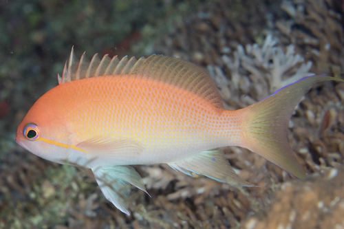 Luzon anthias (Pseudanthias luzonensis) — Serranidae — 4