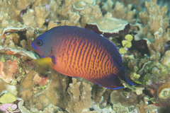 Centropyge bispinosa