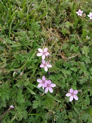 Erodium cicutarium