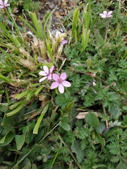 Erodium cicutarium