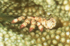 Cymo quadrilobatus image