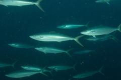 Elagatis bipinnulata