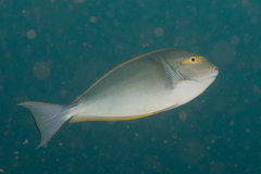 Acanthurus mata
