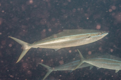 Elagatis bipinnulata