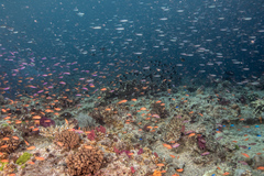 Pseudanthias squamipinnis