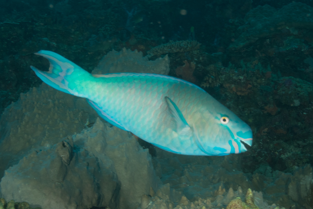 Redlip Parrotfish (Reef Fish of the Hawaiian Islands) · iNaturalist