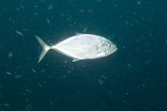 Craterognathus plagiotaenia