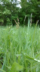 Carex tomentosa