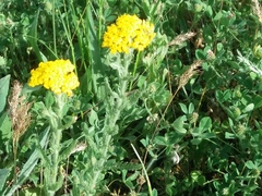 Achillea arabica