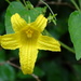 Thladiantha punctata - Photo (c) breeze-lin,  זכויות יוצרים חלקיות (CC BY-NC), הועלה על ידי breeze-lin
