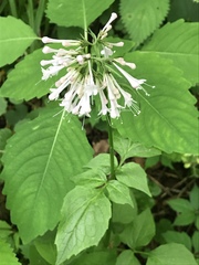 Valeriana pauciflora