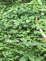 Valeriana pauciflora