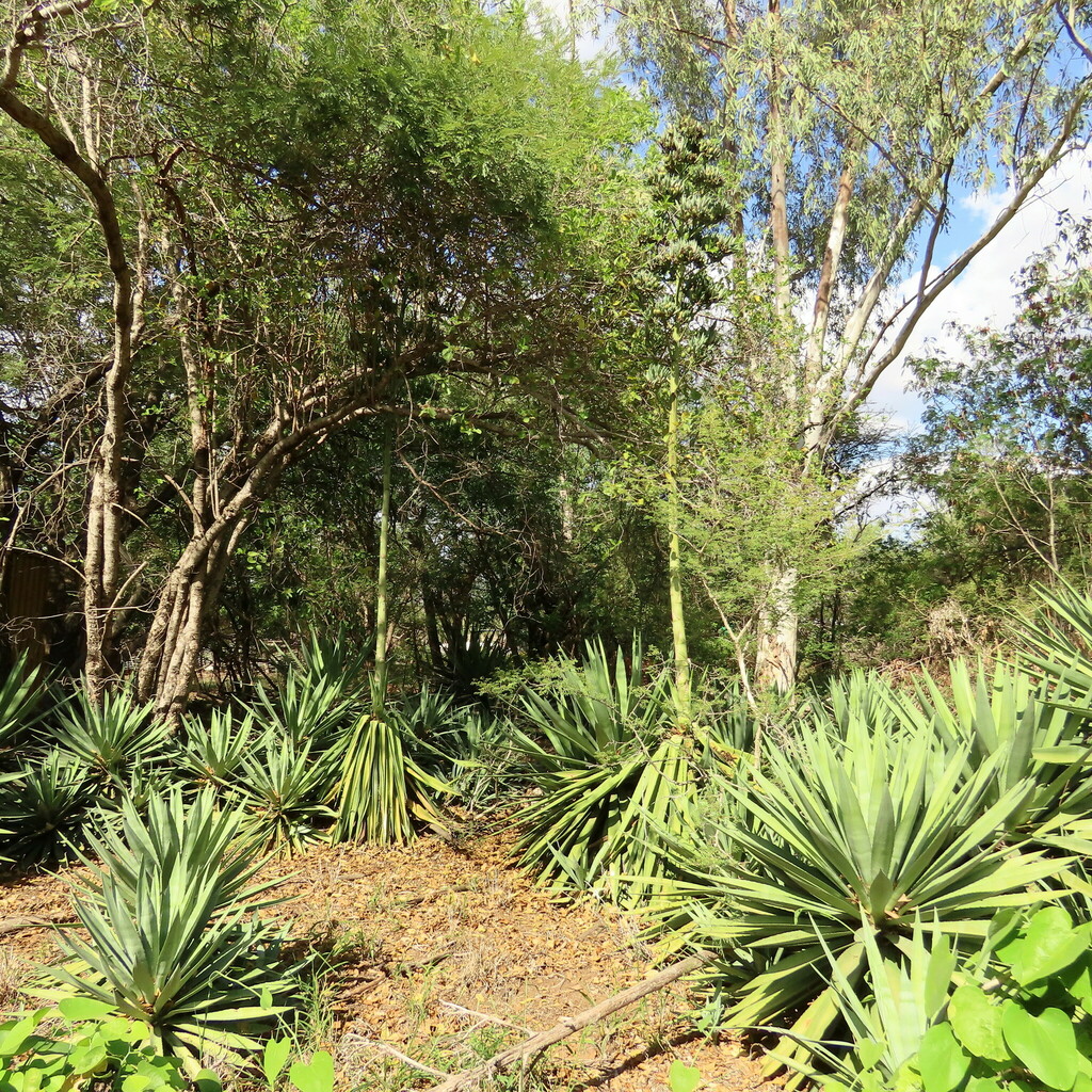 century plants from Gaborone North, Gaborone, Botswana on April 28 ...