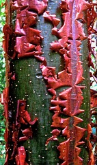 Bursera simaruba image