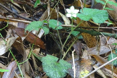 Rubus pectinellus