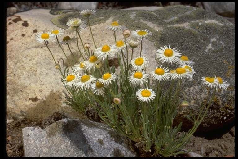 Erigeron pumilus