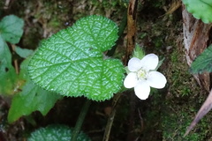 Rubus pectinellus
