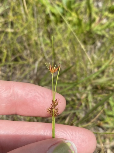 Rhynchospora filifolia, 2024-05-24