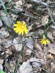 Hieracium venosum