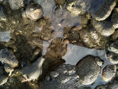 Macrophiothrix