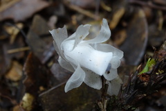 Monotropastrum humile