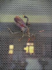 Pseudomictis distinctus