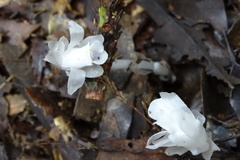 Monotropastrum humile