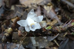 Monotropastrum humile