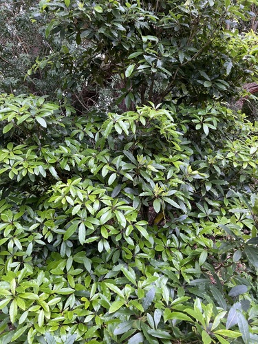 Pittosporum undulatum observed 2024-05-23