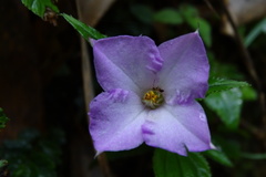 Sarcopyramis napalensis delicata